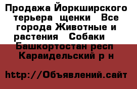 Продажа Йоркширского терьера, щенки - Все города Животные и растения » Собаки   . Башкортостан респ.,Караидельский р-н